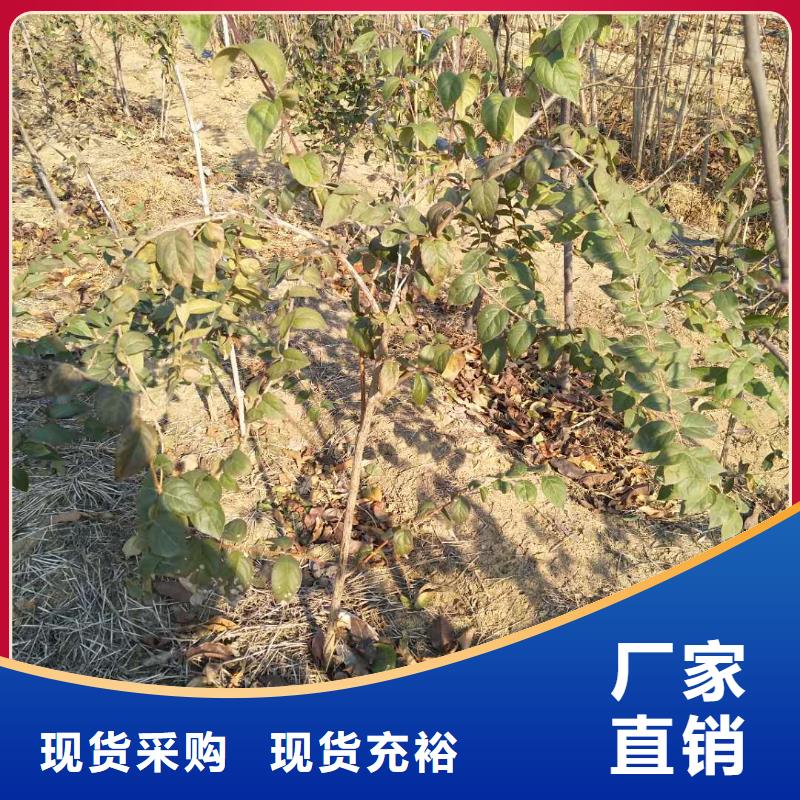 杈杷果苗量多优惠