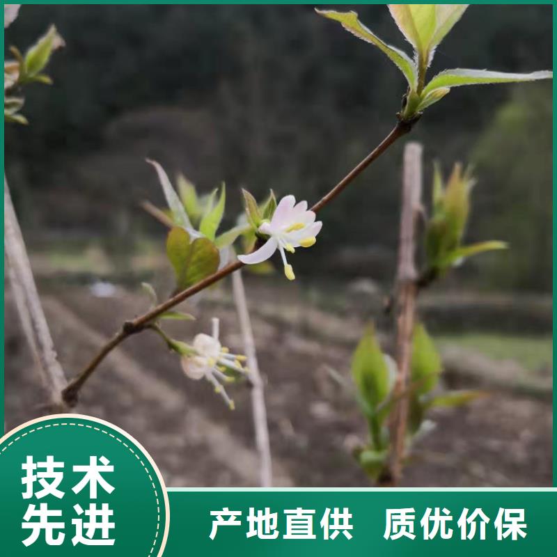 杈杷果苹果苗质量牢靠