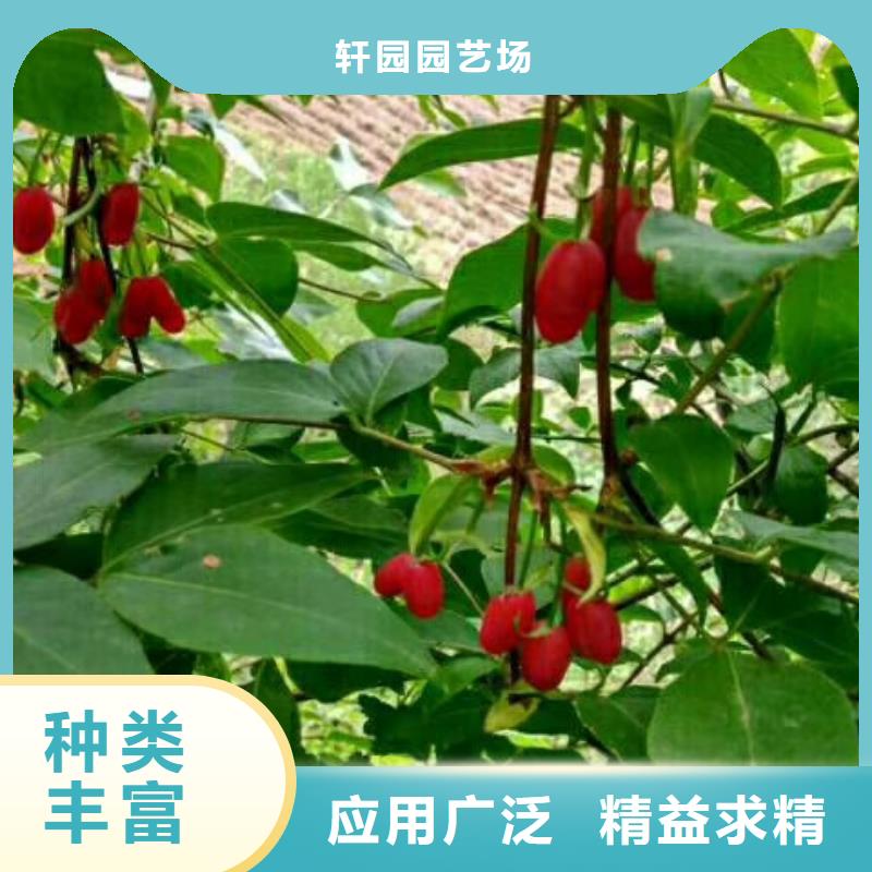 杈杷果苗经济效益