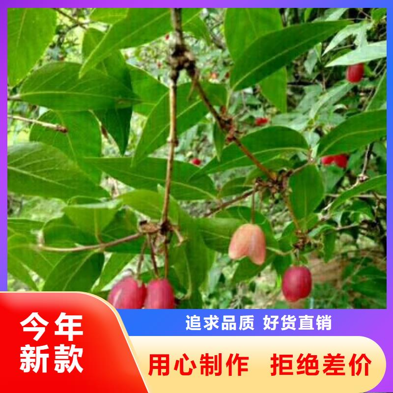 杈杷果苹果苗价格有优势