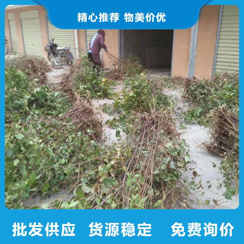 杈杷果苹果苗质量牢靠