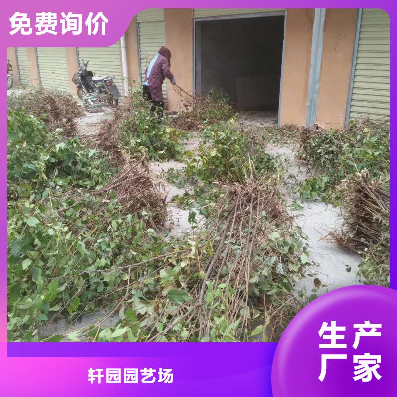杈杷果树苗采摘园