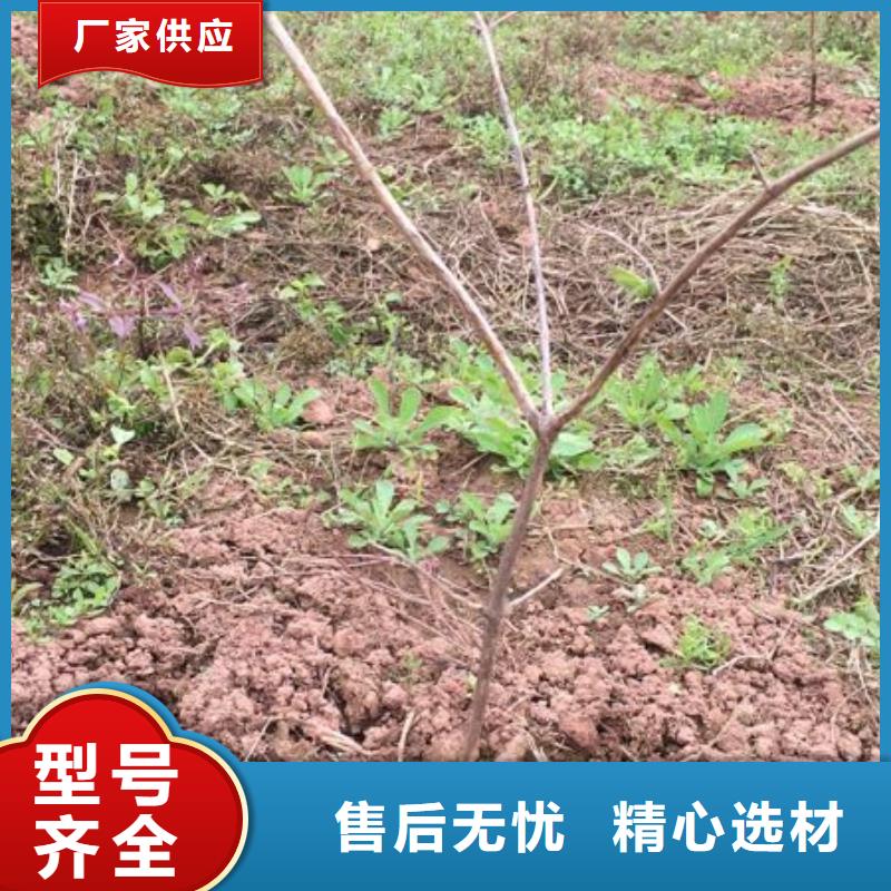 杈杷果苹果苗价格有优势