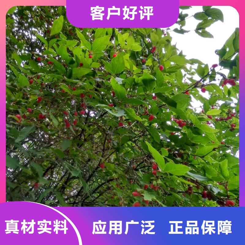 杈杷果樱桃苗一手价格