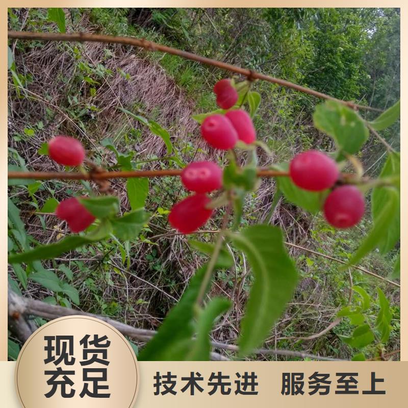 健身果苗价格