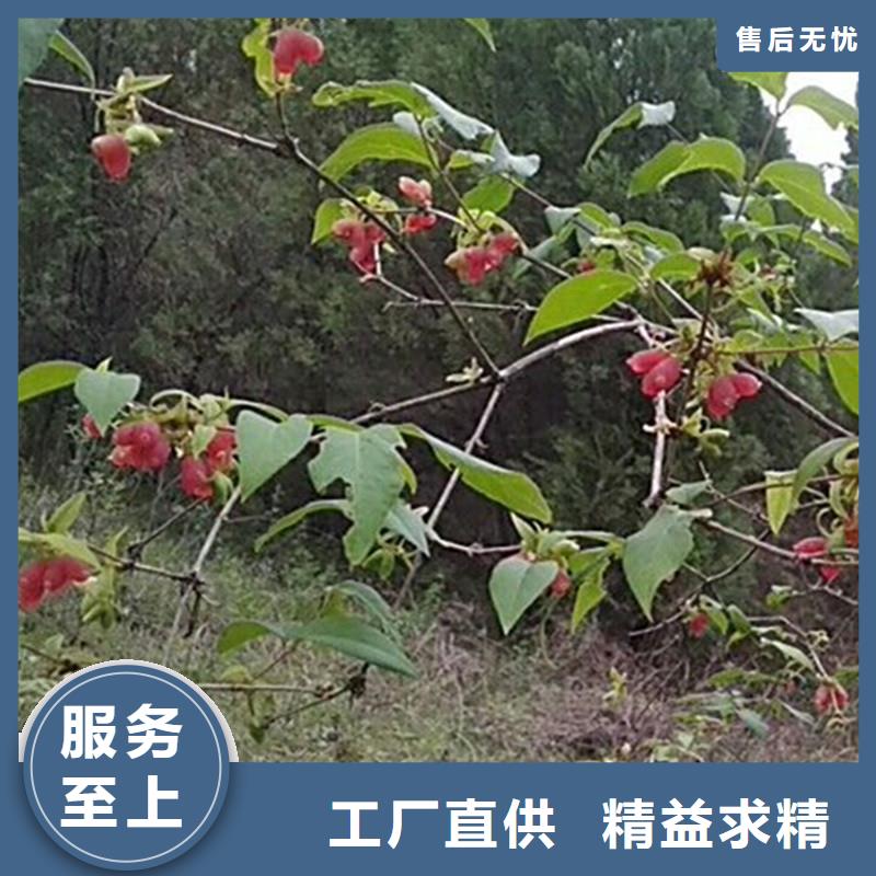 鸳鸯果苗批发