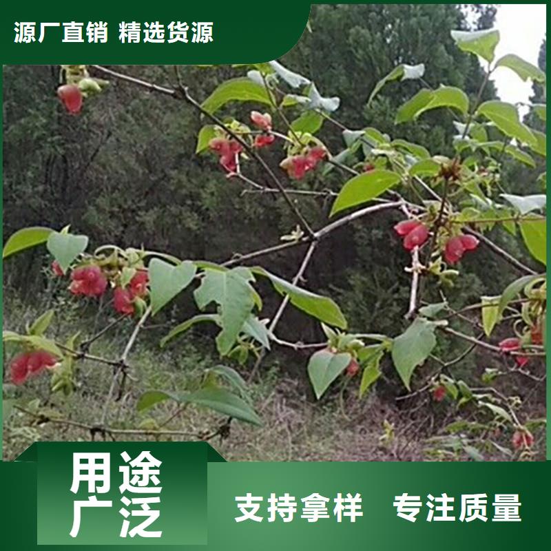 杈杷果_苹果苗详细参数