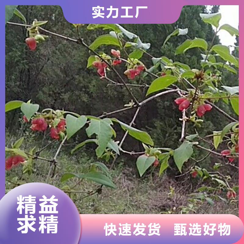 杈杷果批发