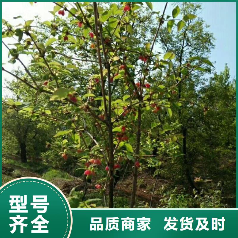 杈杷果樱桃苗一手价格