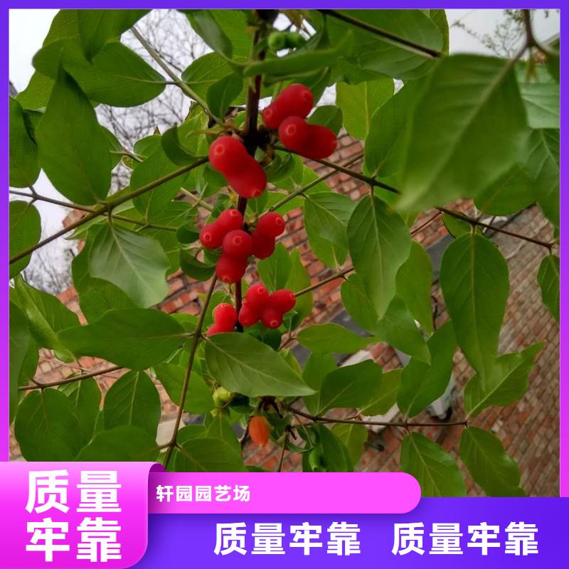 杈杷果樱桃苗一手价格