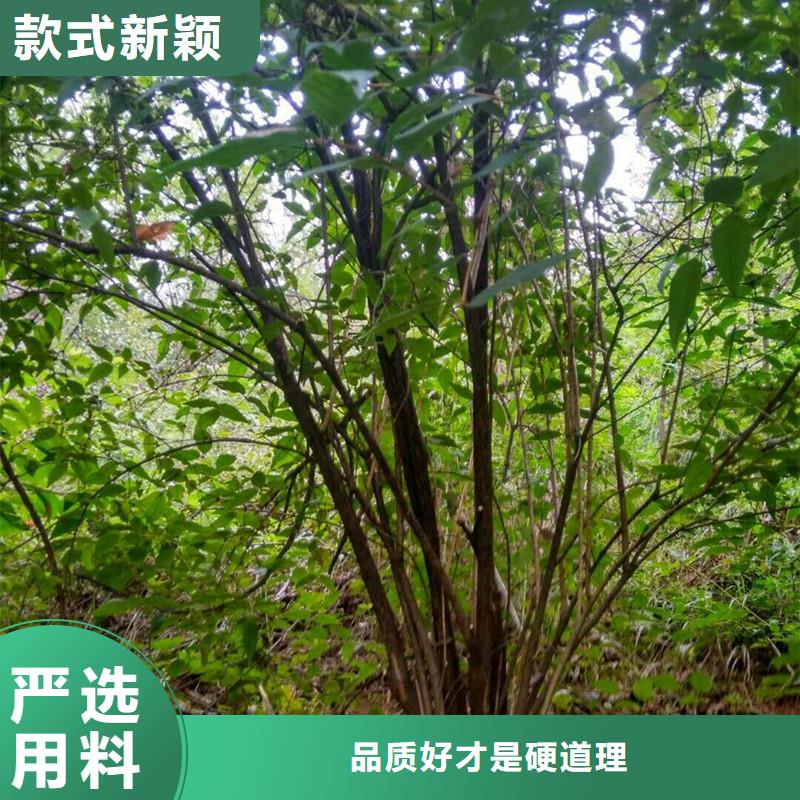 健身果苗种植管理技术