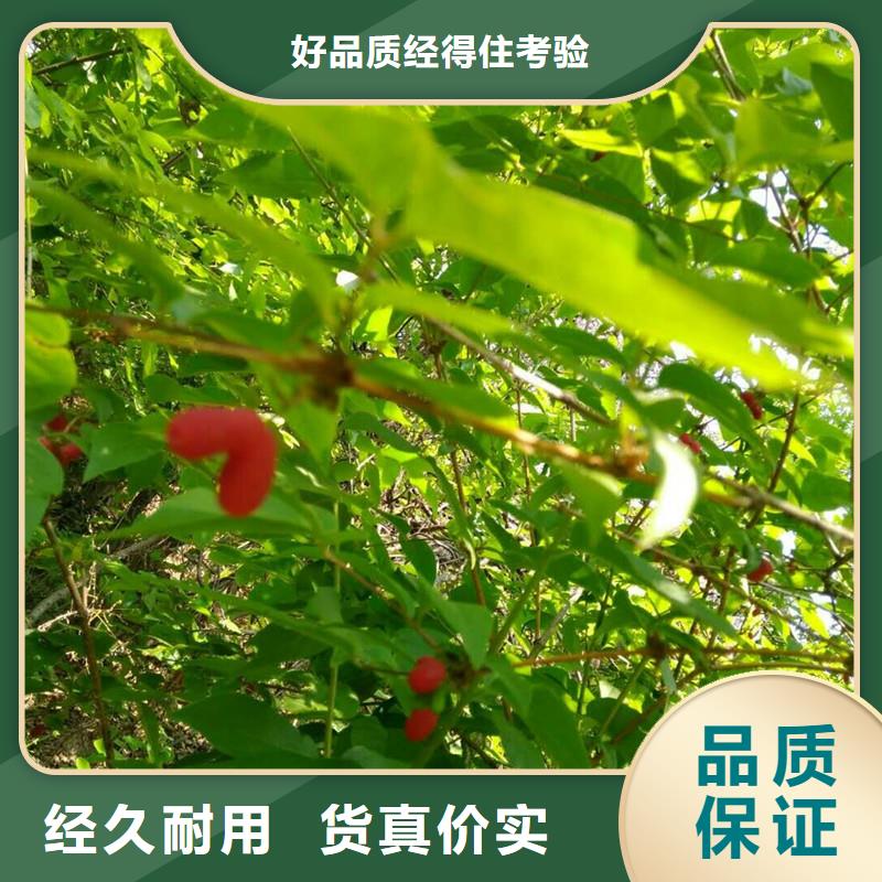 杈杷果_苹果苗详细参数