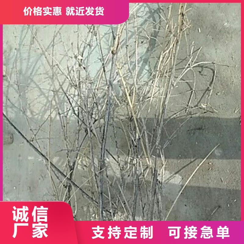 杈杷果苗种植管理技术