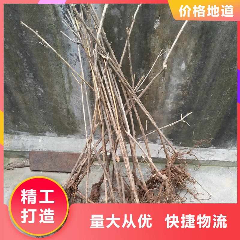 杈杷果苗育苗基地