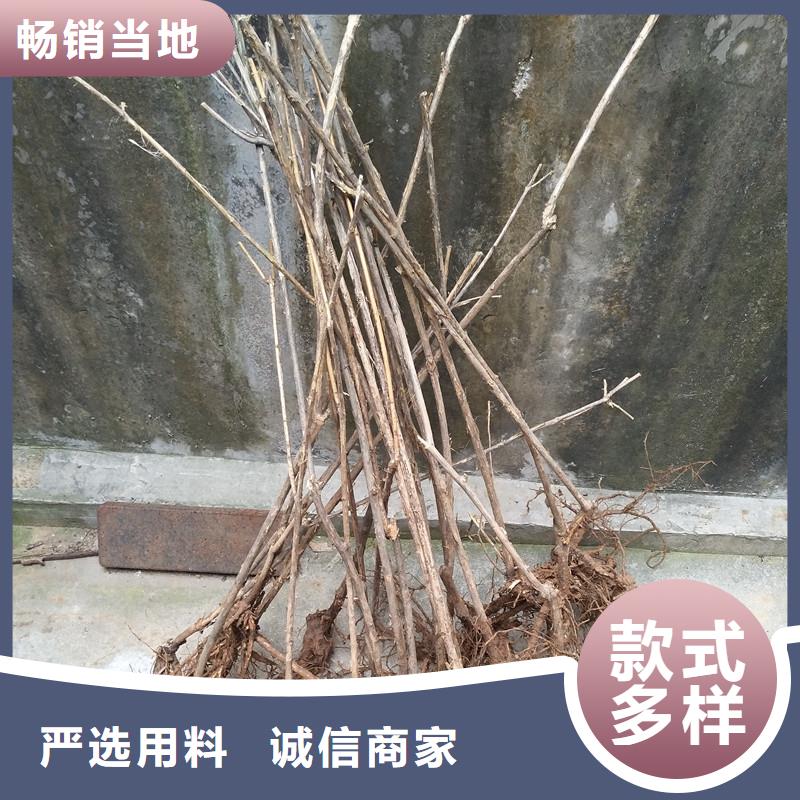 相思果苗量多优惠