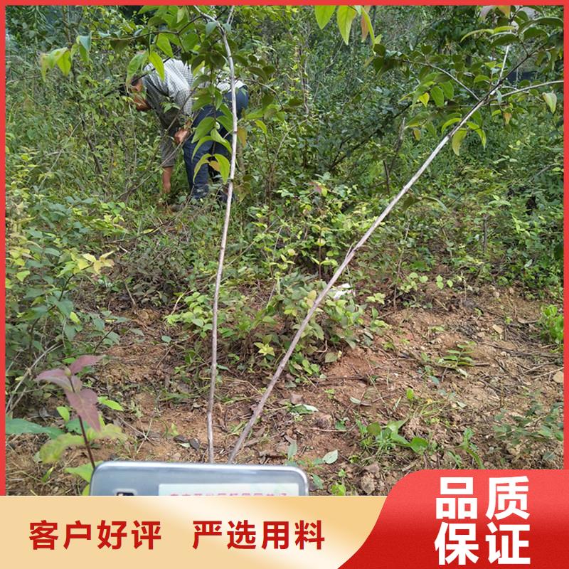 杈杷果樱桃苗精品选购