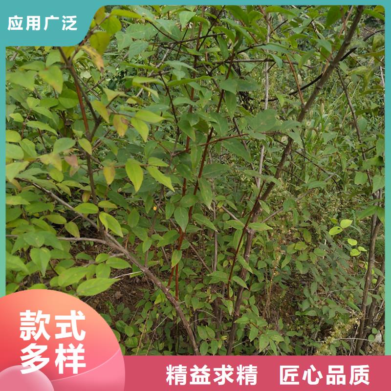 杈杷果树苗采摘园