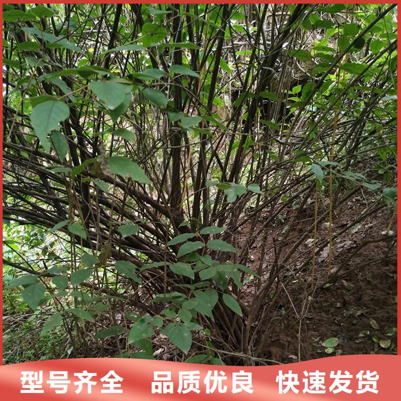 杈杷果苗量多优惠