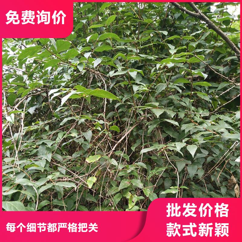 健身果苗多少钱一棵