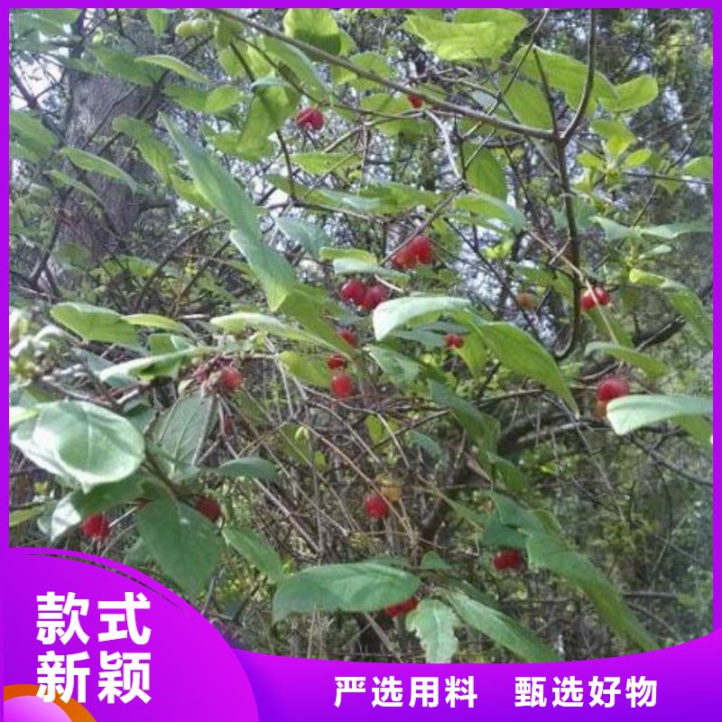 杈杷果苗基地直销