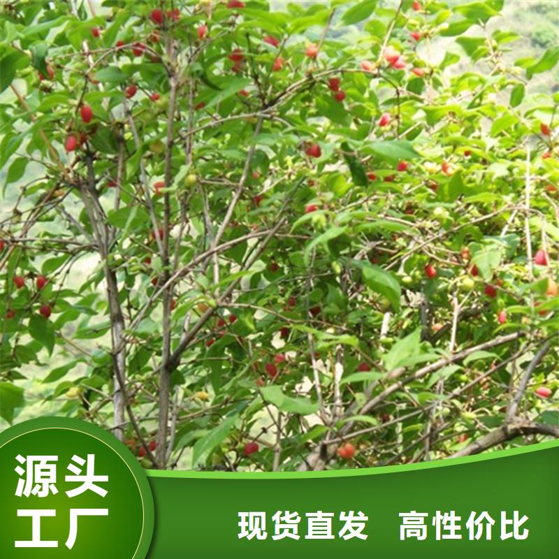 鸳鸯果苗批发