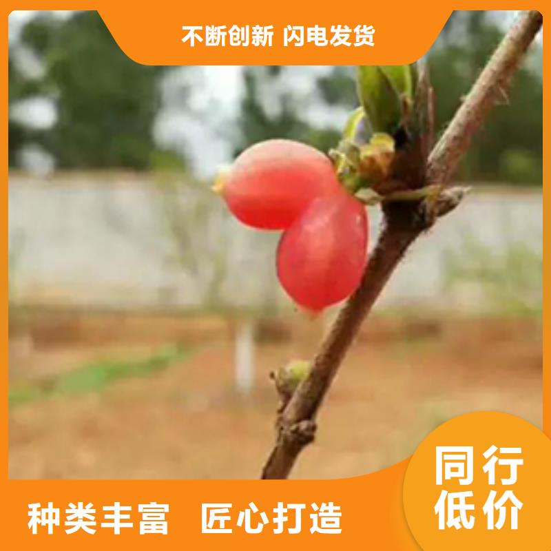 【批发价格【轩园】杈杷果,樱桃苗打造行业品质】