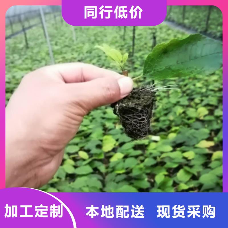 北美冬青梨树苗丰富的行业经验
