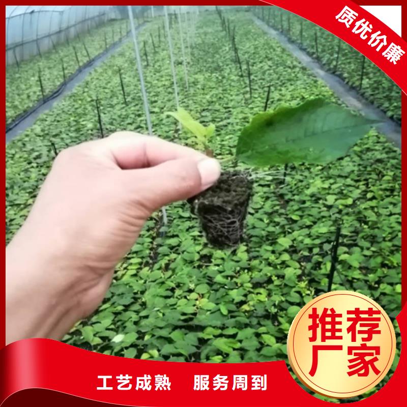 北美冬青梨树苗丰富的行业经验