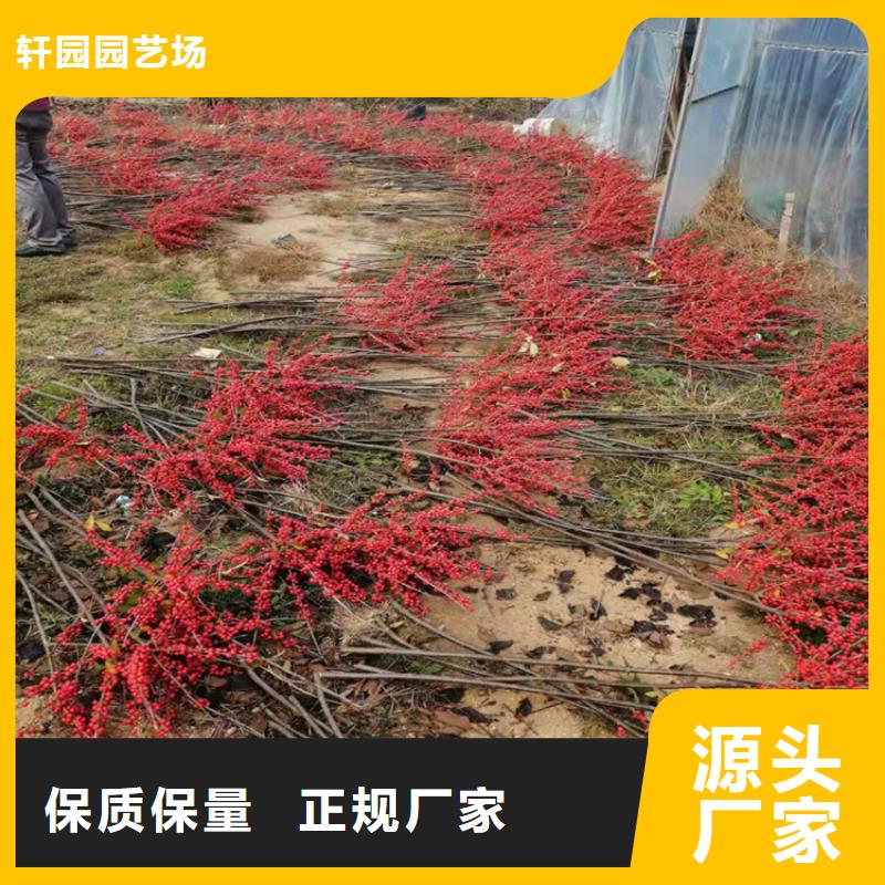 北美冬青_樱桃苗自有厂家