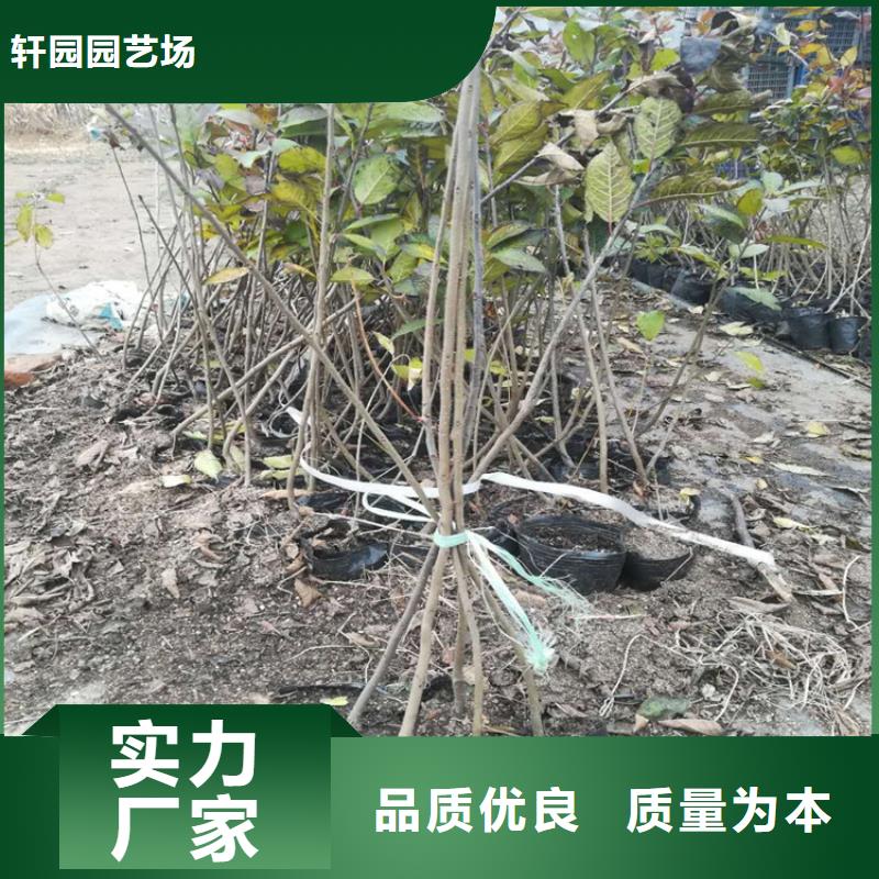 北美冬青樱桃苗好货采购