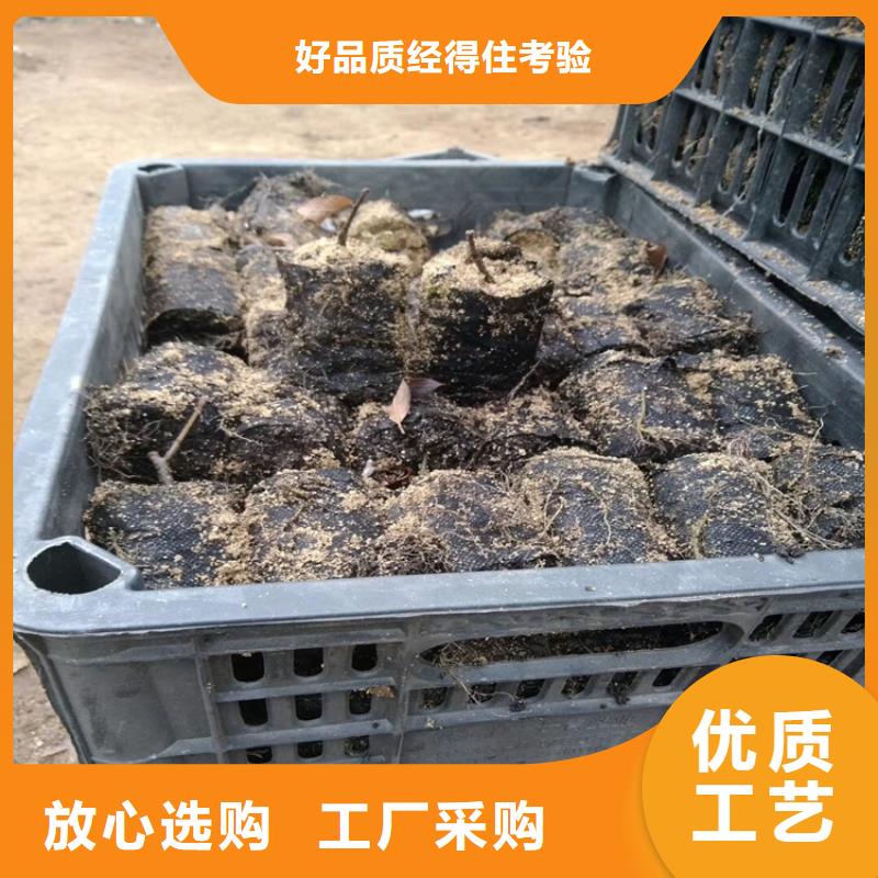 北美冬青梨树苗丰富的行业经验
