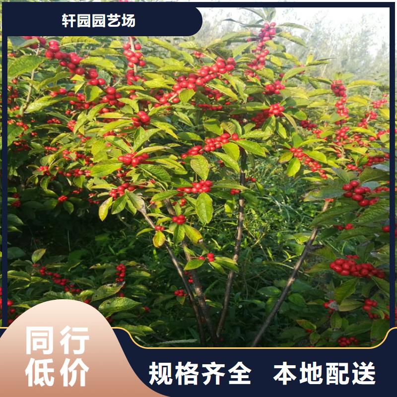 北美冬青_樱桃苗自有厂家