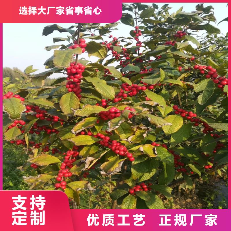 北美冬青梨树苗丰富的行业经验