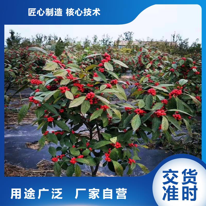北美冬青樱桃苗货源直供