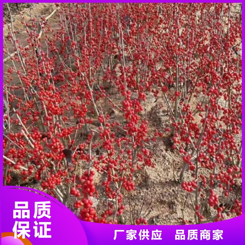 北美冬青花椒苗优良工艺