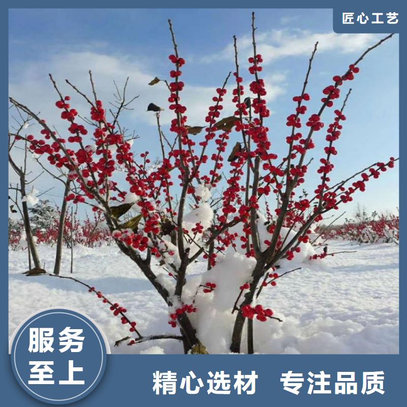 北美冬青樱桃苗货源直供