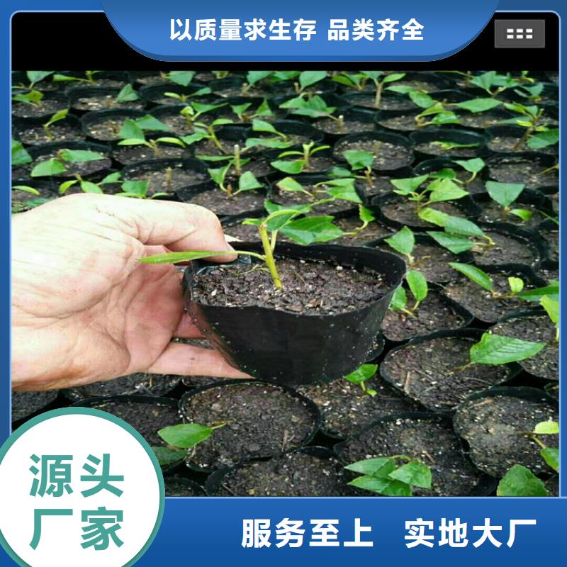 北美冬青苹果苗优良工艺