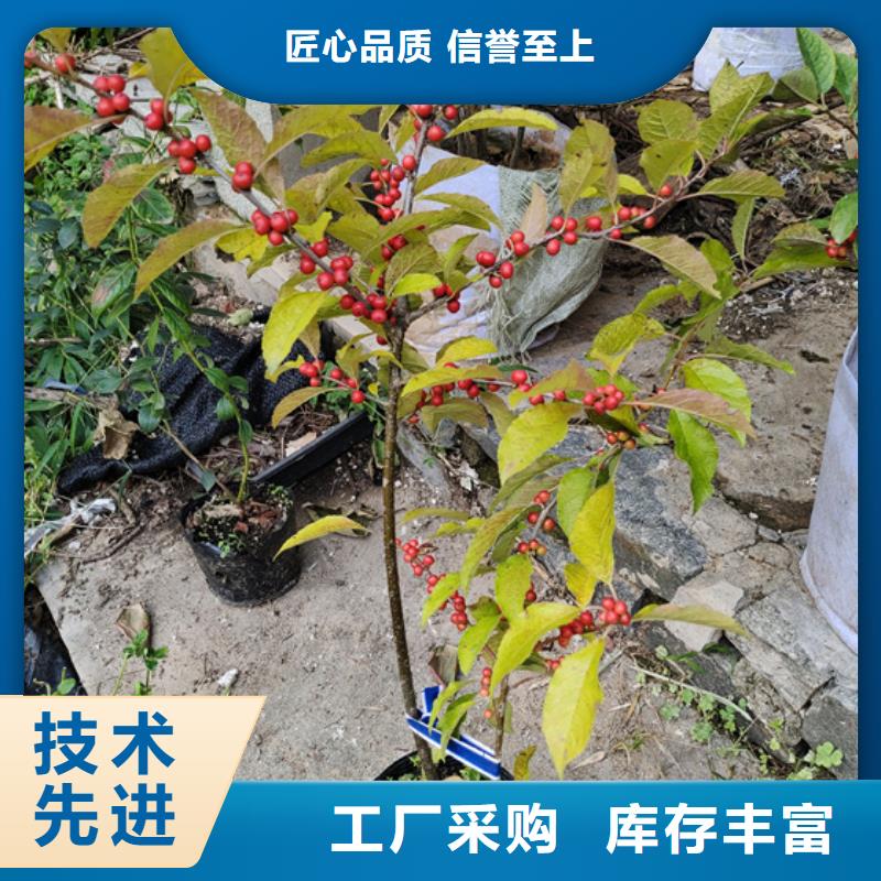 北美冬青苹果苗优良工艺