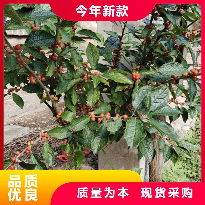 北美冬青桃树苗大库存无缺货危机