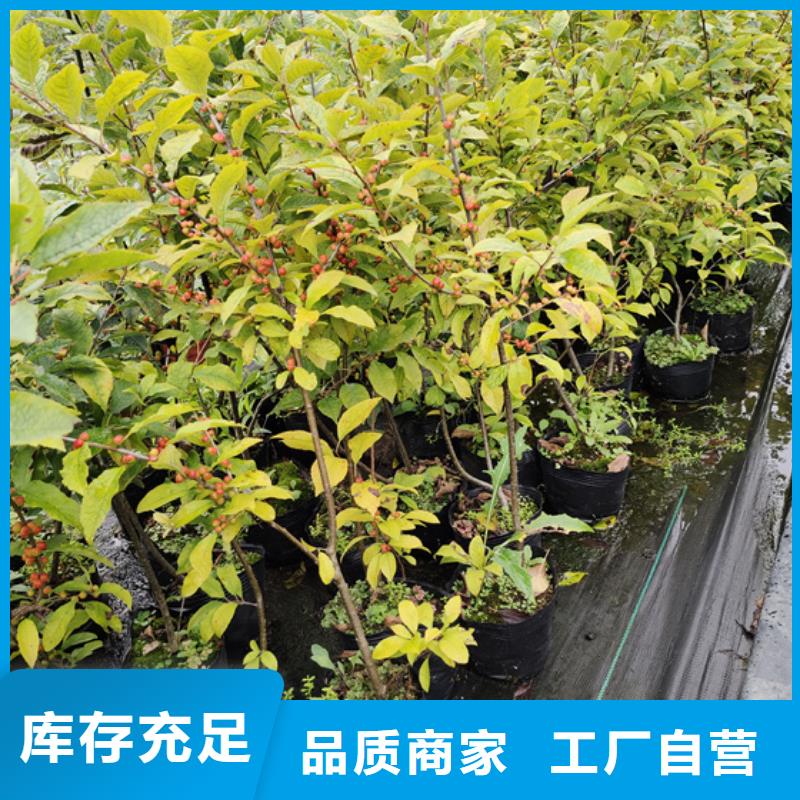 北美冬青梨树苗丰富的行业经验