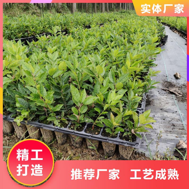 北美冬青桃树苗大库存无缺货危机
