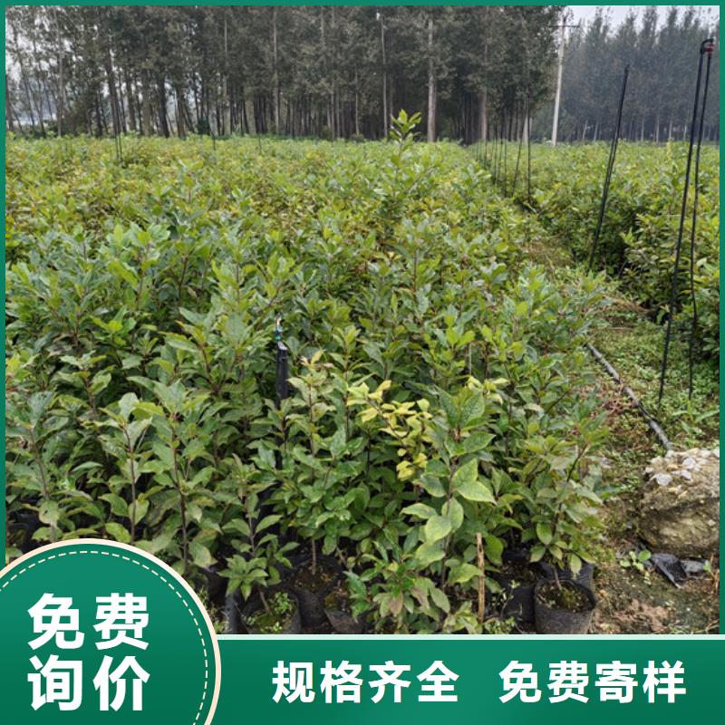 北美冬青梨树苗丰富的行业经验