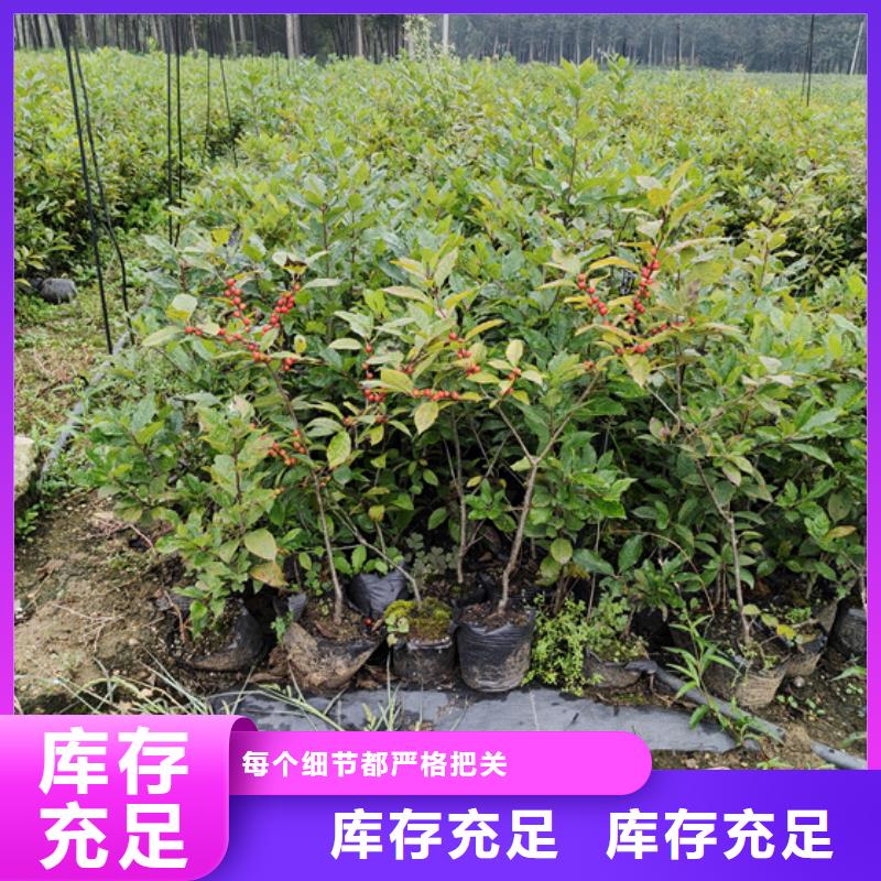 北美冬青梨树苗丰富的行业经验