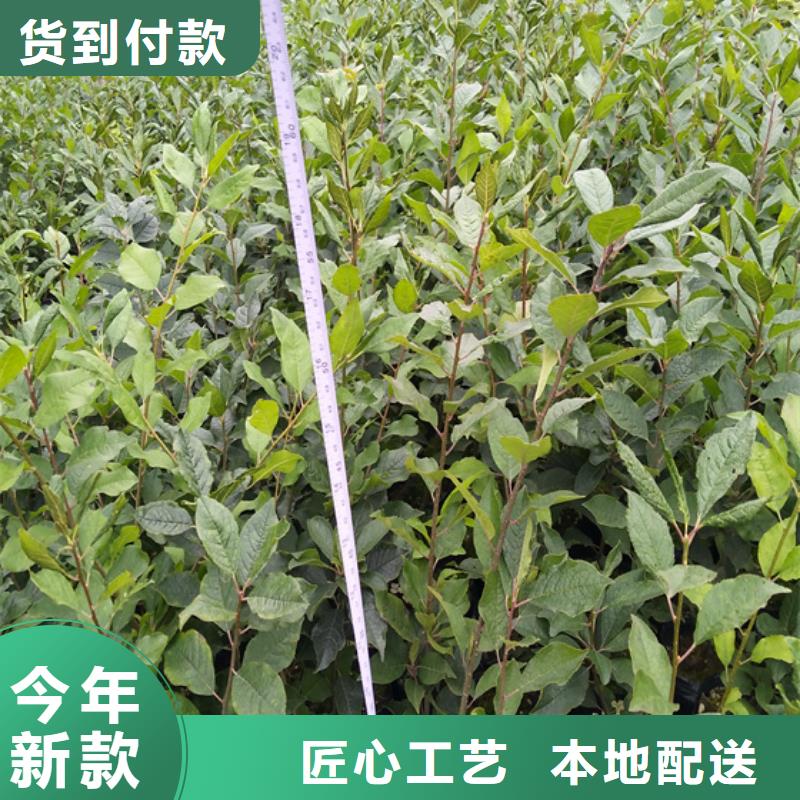 北美冬青桃树苗大库存无缺货危机