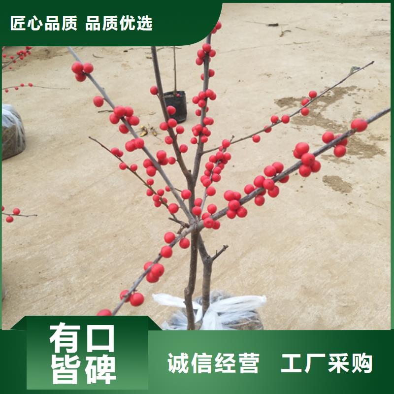 北美冬青樱桃苗好货采购