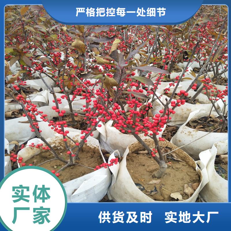 北美冬青_樱桃苗自有厂家