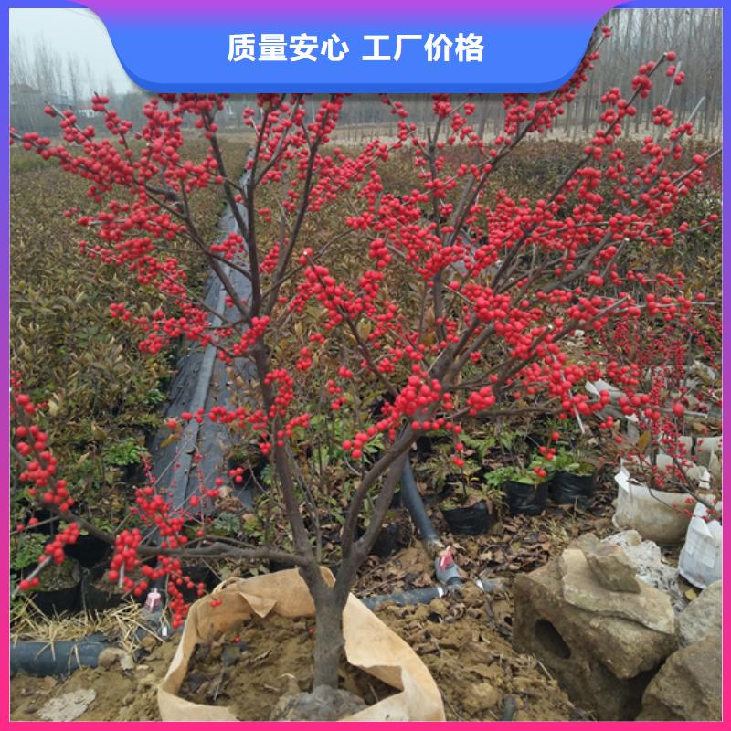 北美冬青梨树苗丰富的行业经验