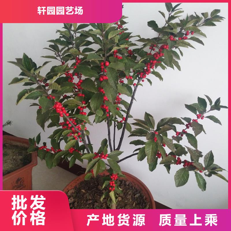 北美冬青花椒苗优良工艺