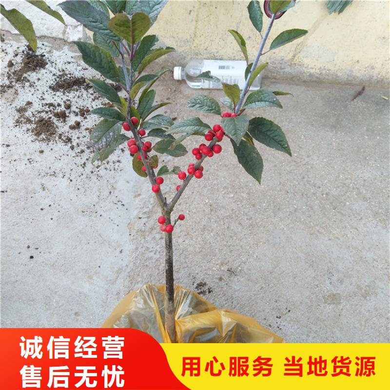 北美冬青花椒苗优良工艺