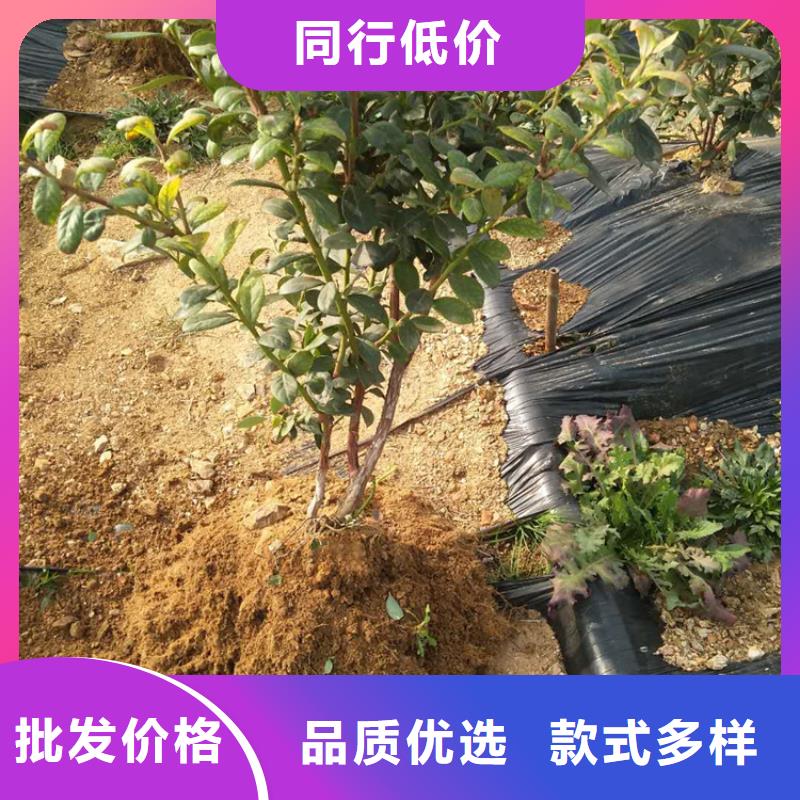 蓝莓苗_红石榴苗基地让客户买的放心